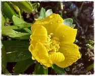 Winterlinge 5.webp