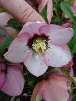DSC00282.webp
