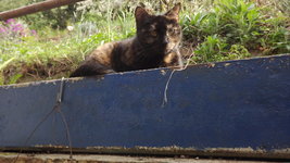 DSCF2727.JPG