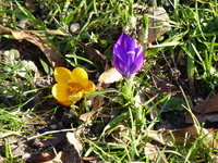 P1000217Krokus.JPG