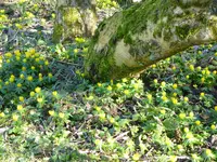 P1000224Winterlinge.webp