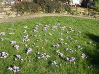 P1000229Krokus.JPG