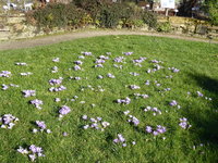 P1000229Krokus.JPG