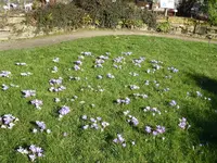 P1000229Krokus.webp