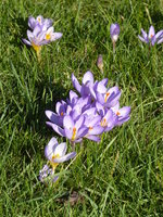 P1000230Krokus.JPG