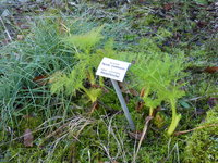 P1000231Riesenfenchel.JPG