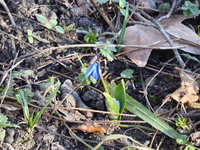 P1000239Blausternchen.JPG