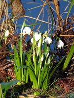 P1000245Märzenbecher.JPG