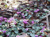 P1000261Vorfrühlingsalpenveilchen.JPG