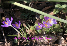 IMG_4260.jpg