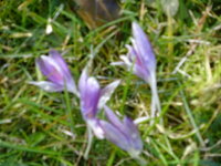 DSC02790.JPG
