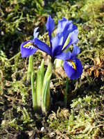 P1000227Iris reticulata.JPG