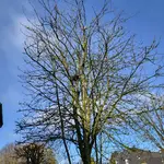 Eberesche Foto 2.webp