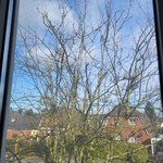 Eberesche Foto 3.jpg