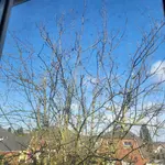 Eberesche Foto 4.webp