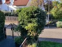 vogelbeere.webp