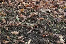 Bärlauch  0323.webp
