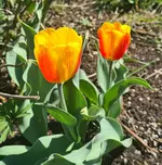 20230221_022941.webp