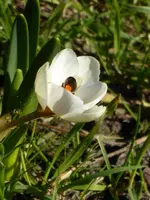 P1000221Krokus.webp
