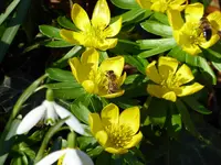 P1000234Winterlinge.webp