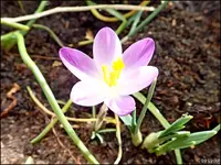 c046.webp