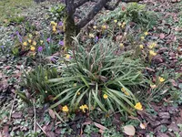 Crocusse_2023_01.webp