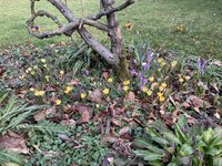 Crocusse_2023_02.jpg