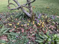 Crocusse_2023_02.webp