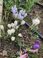 Crocusse_2023_03.jpg