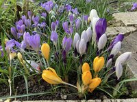 Crocusse_2023_04.jpg