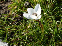 P1000271weißer Krokus.JPG