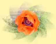31.webp