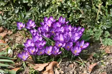 Frühling   0221.webp