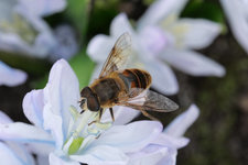 Schwebfliege an Kaukas. Blaustern 20230222.jpg