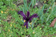 Iris reticulata J.S. Dijt 20230222.jpg