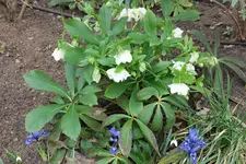 Helleborus orientalis 'Double Ellen' weiß 20230222.webp