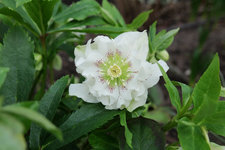 Helleborus orientalis 'Double Ellen' weiß 20230222b.jpg