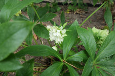 Helleborus orientalis 'Double Ellen' weiß 20220719.jpg