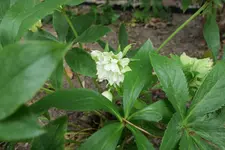 Helleborus orientalis 'Double Ellen' weiß 20220719.webp