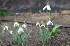 Schneeglöckchen 2 Sorten 20230222.jpg