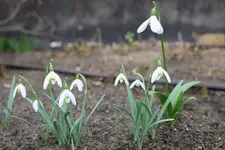 Schneeglöckchen 2 Sorten 20230222.webp