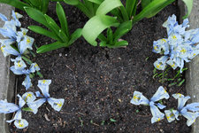 Iris reticulata Katherine Hodgkin 20230222.jpg