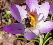 Longhornbiene an Krokus 2.jpg