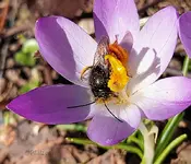 Longhornbiene an Krokus 2.webp