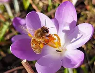 Biene an Krokus 2.webp