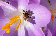 Wildbiene an Krokus 2.jpg
