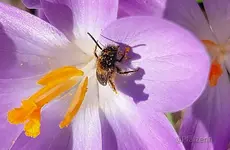 Wildbiene an Krokus 2.webp