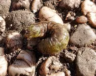Grüne Raupe 1.webp