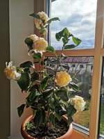 IMG_20230219_092336.jpg