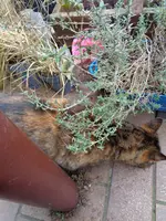DSC00287.webp